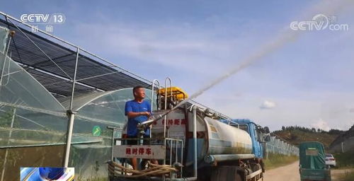 各地正多方施策戰(zhàn)高溫 保障蔬菜生產(chǎn)供應